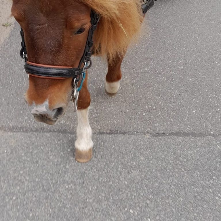 Shetty Shelly vor der Gig